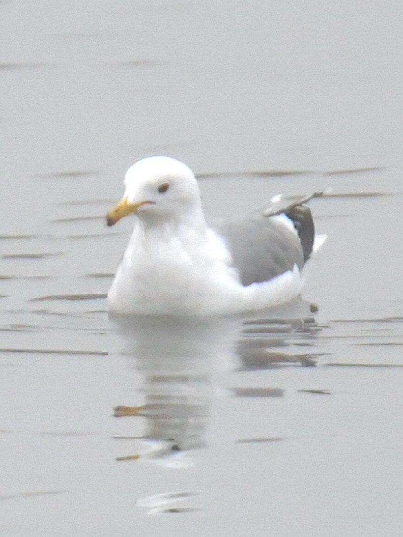 Gaviota Californiana - ML631490309