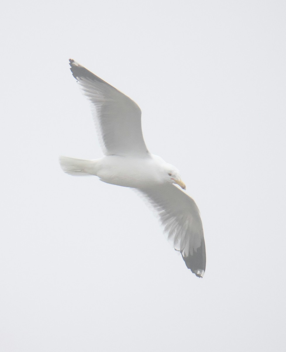 Gaviota Californiana - ML631490310