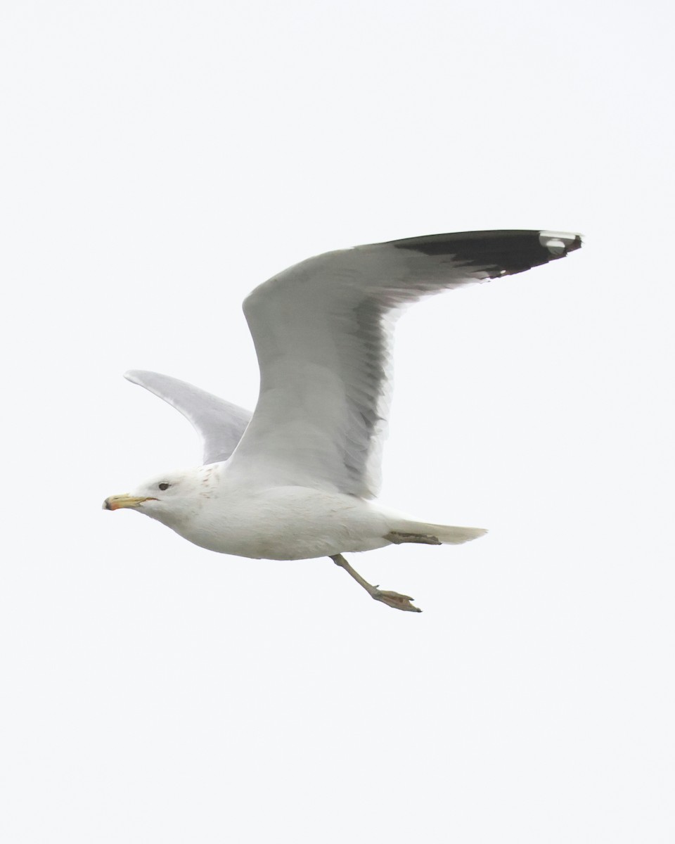 Gaviota Californiana - ML631490311