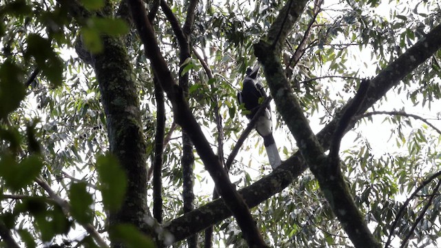 Black-and-white-casqued Hornbill - ML631490387