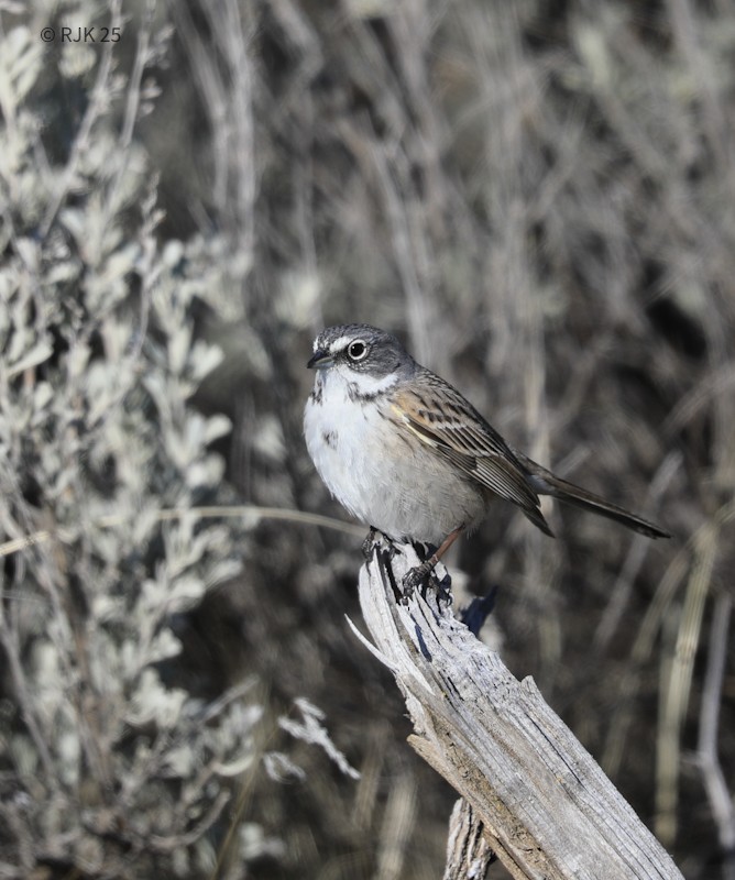 Sagebrush Sparrow - ML631490505