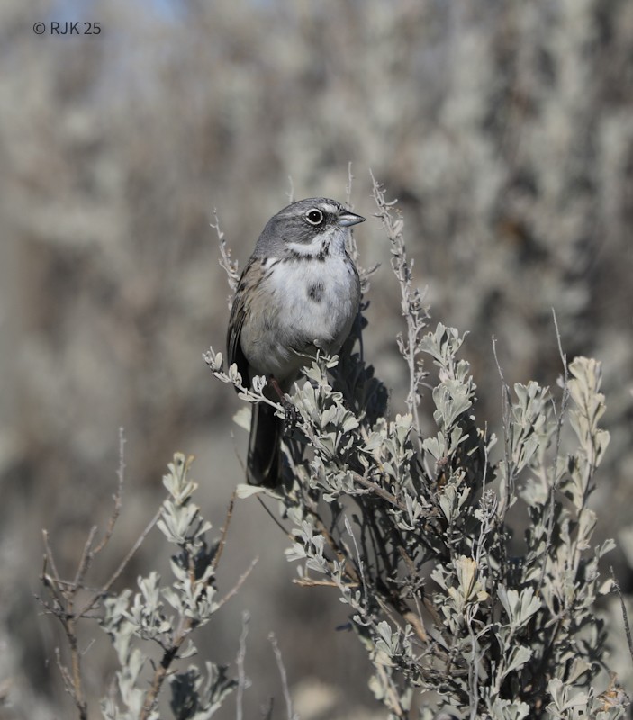Sagebrush Sparrow - ML631490506