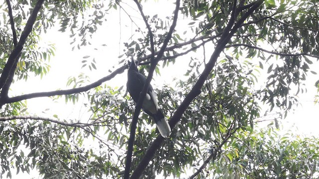 Black-and-white-casqued Hornbill - ML631490661