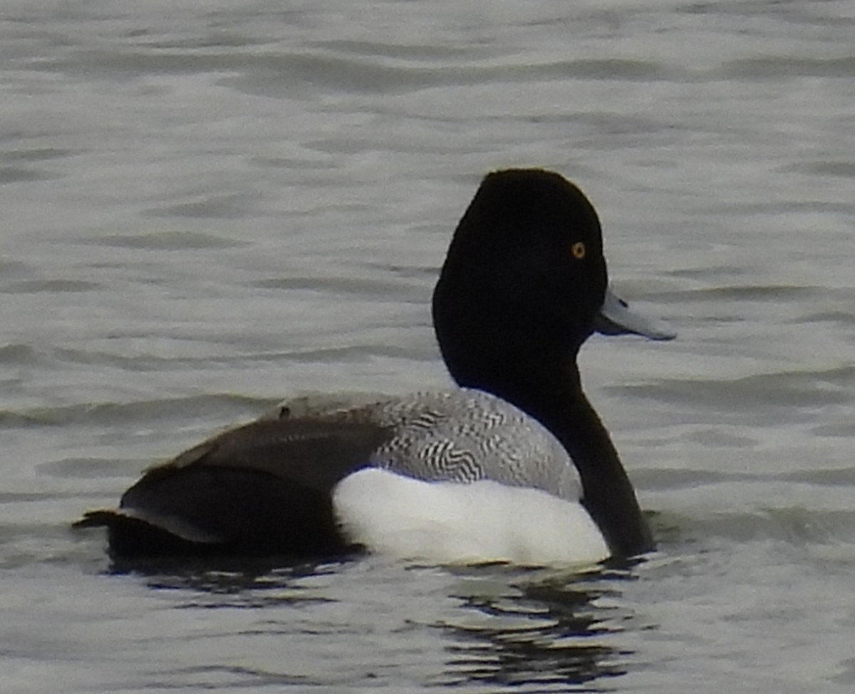 Lesser Scaup - ML631490739
