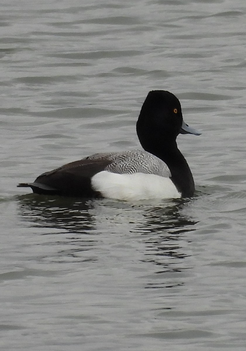 Lesser Scaup - ML631490740