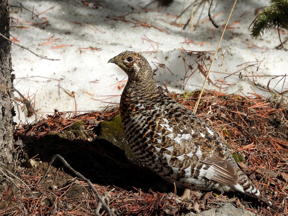 Spruce Grouse - ML631491110