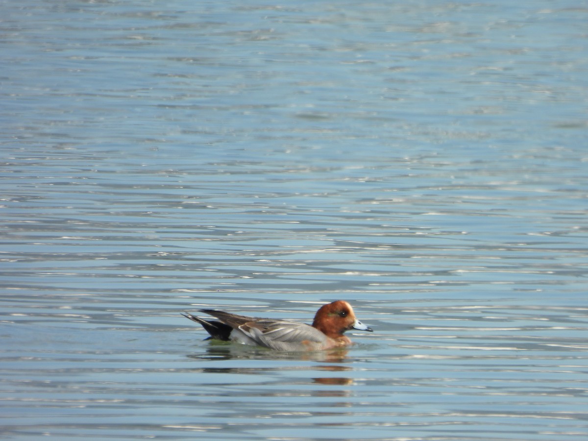 Eurasian Wigeon - ML631491195