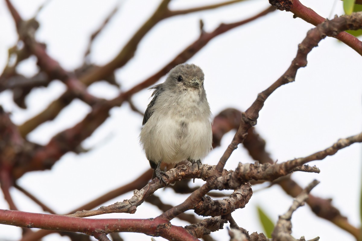 Mistletoebird - ML631491208