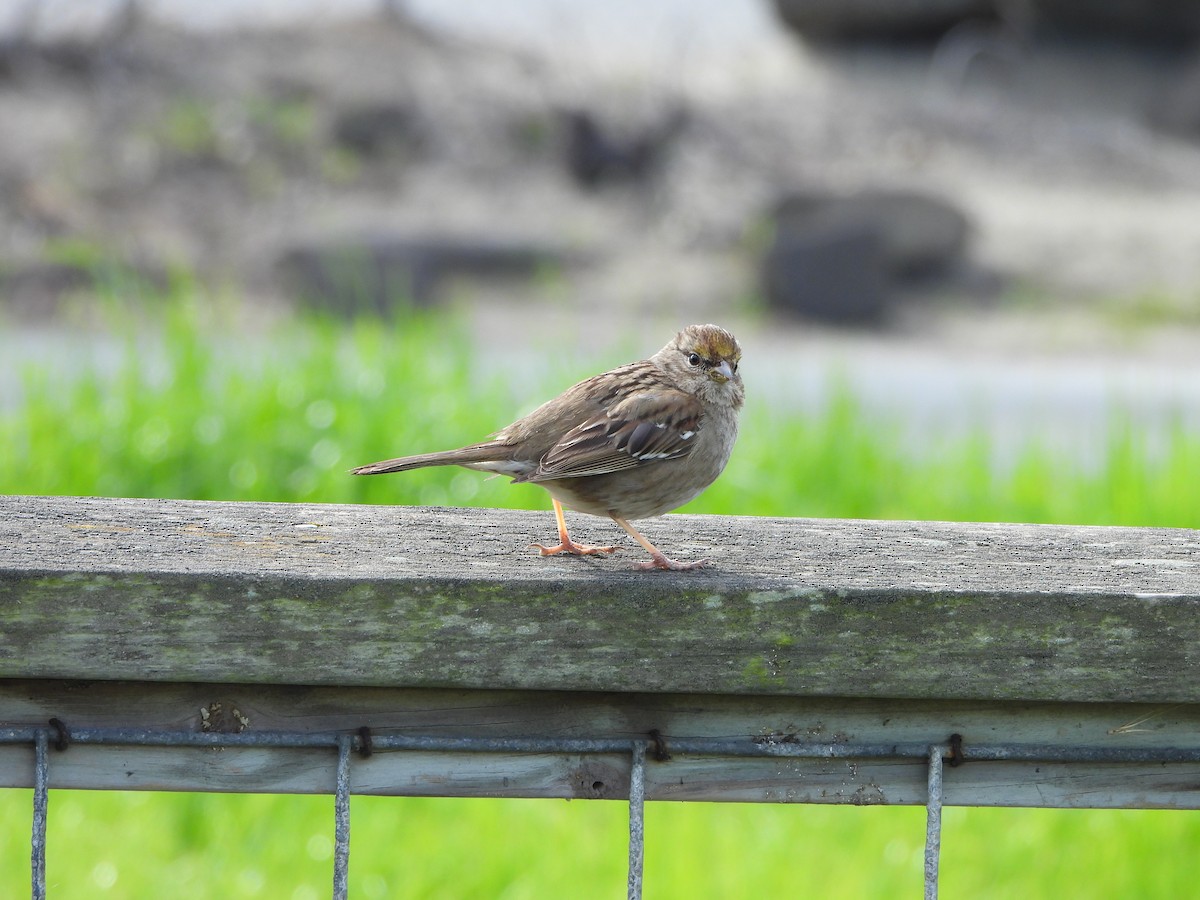 Golden-crowned Sparrow - ML631491209