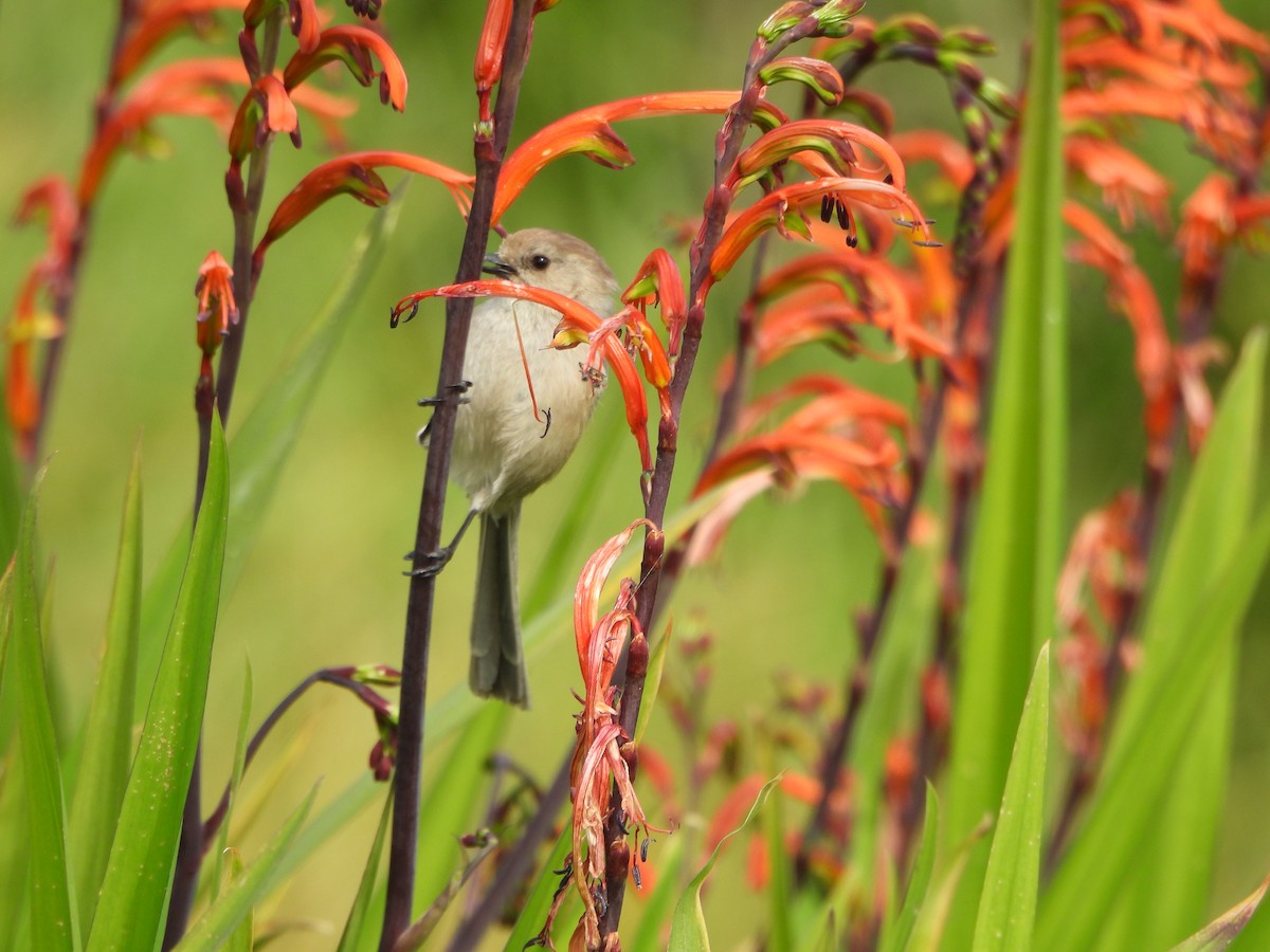 Bushtit - ML631491217