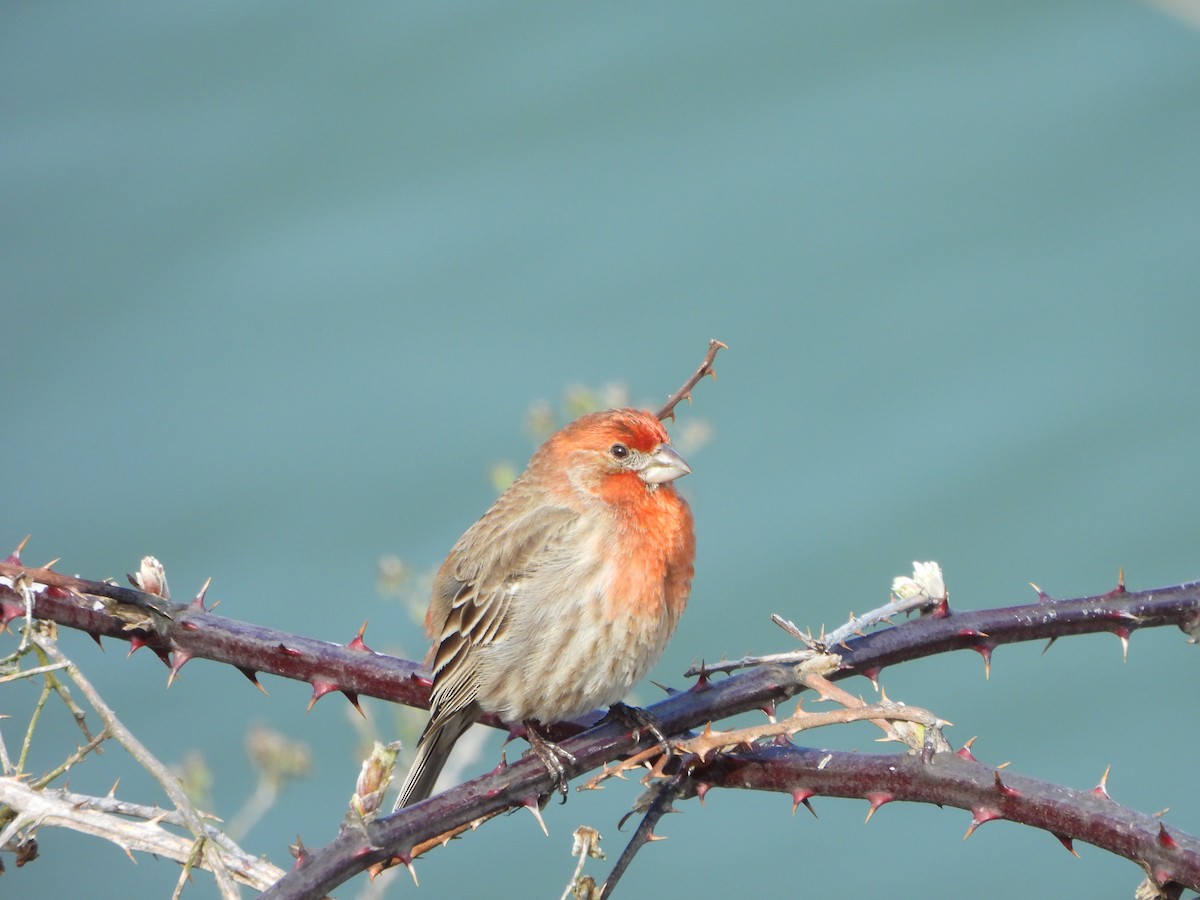 House Finch - ML631491225