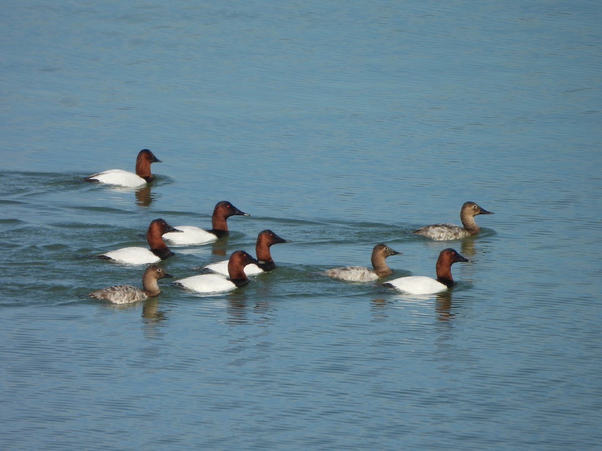 Canvasback - ML631491232