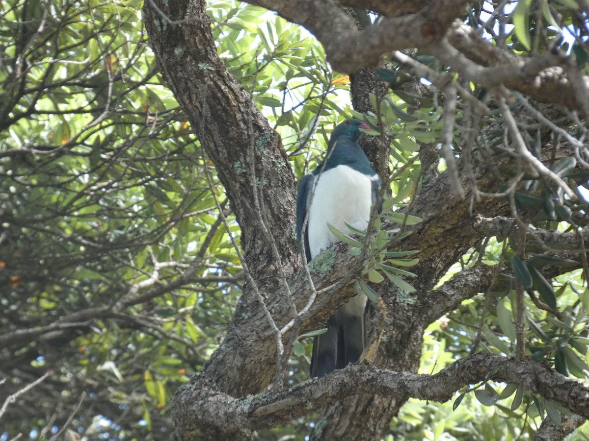 New Zealand Pigeon - ML631491378