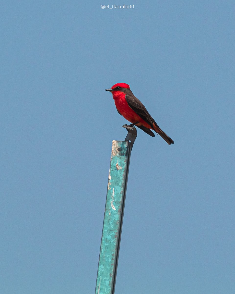 Vermilion Flycatcher - ML631491424