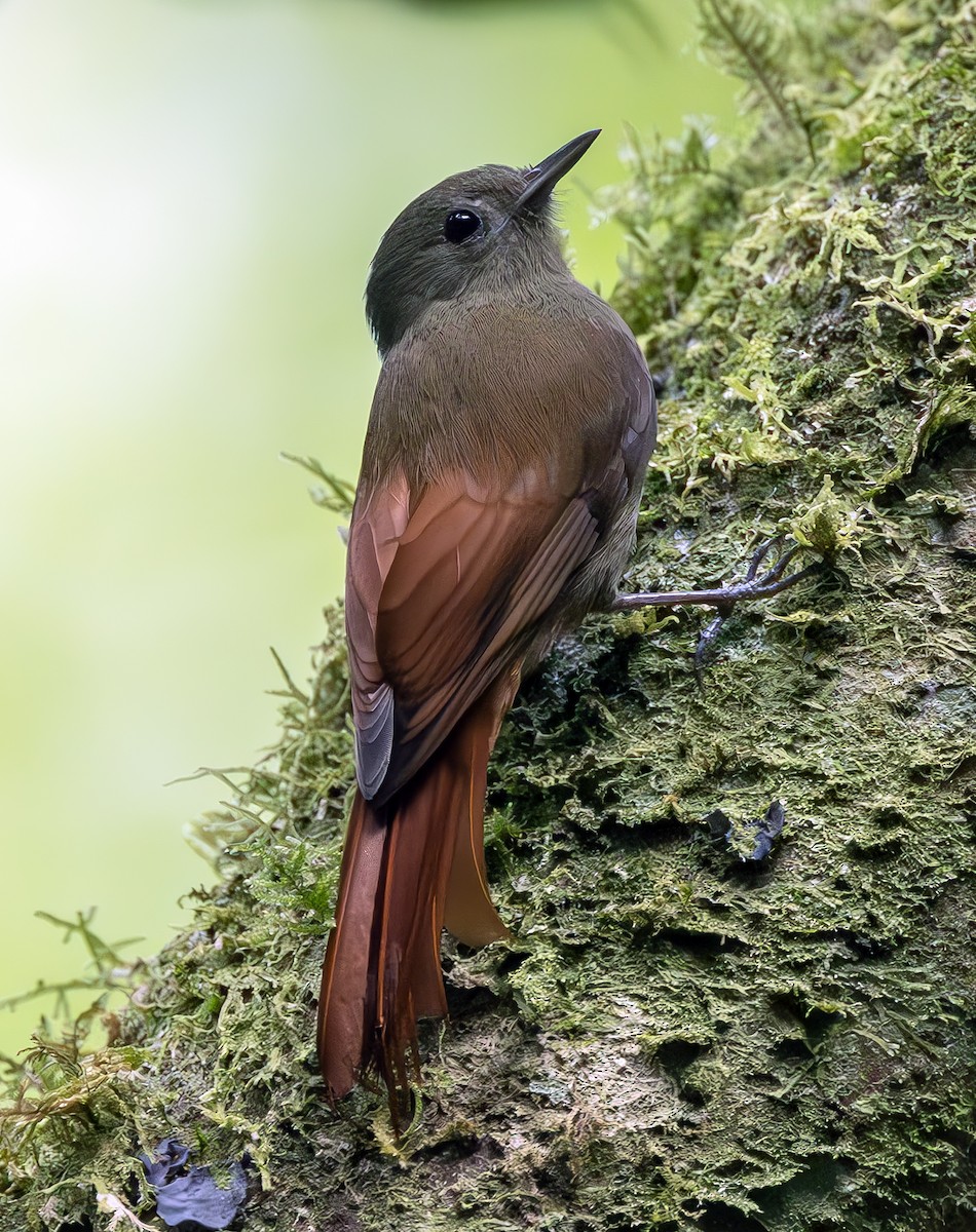 Olivaceous Woodcreeper - ML631491429