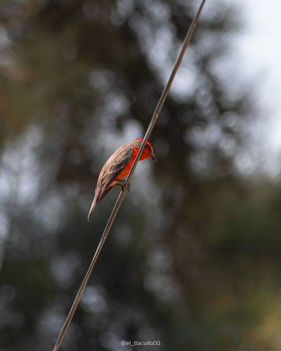 Vermilion Flycatcher - ML631491532
