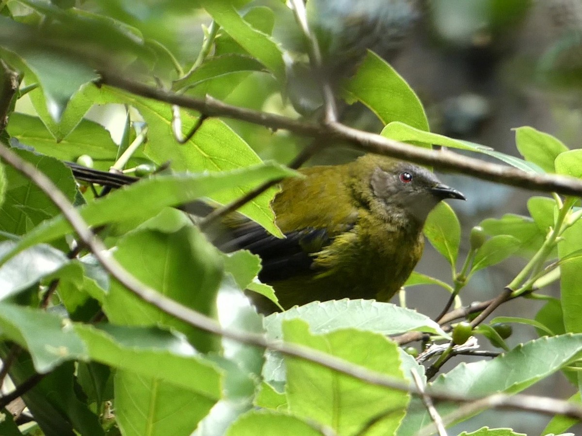New Zealand Bellbird - ML631491616