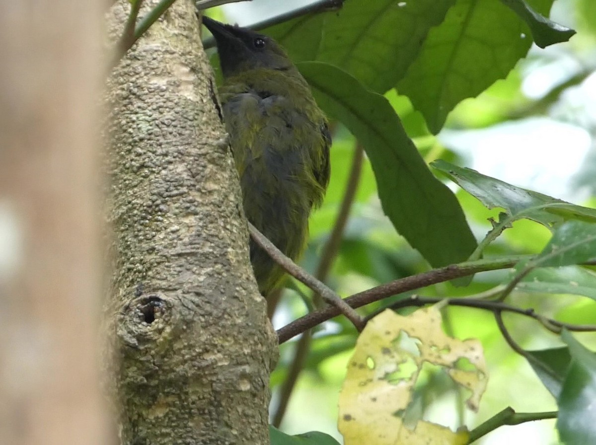 New Zealand Bellbird - ML631491617