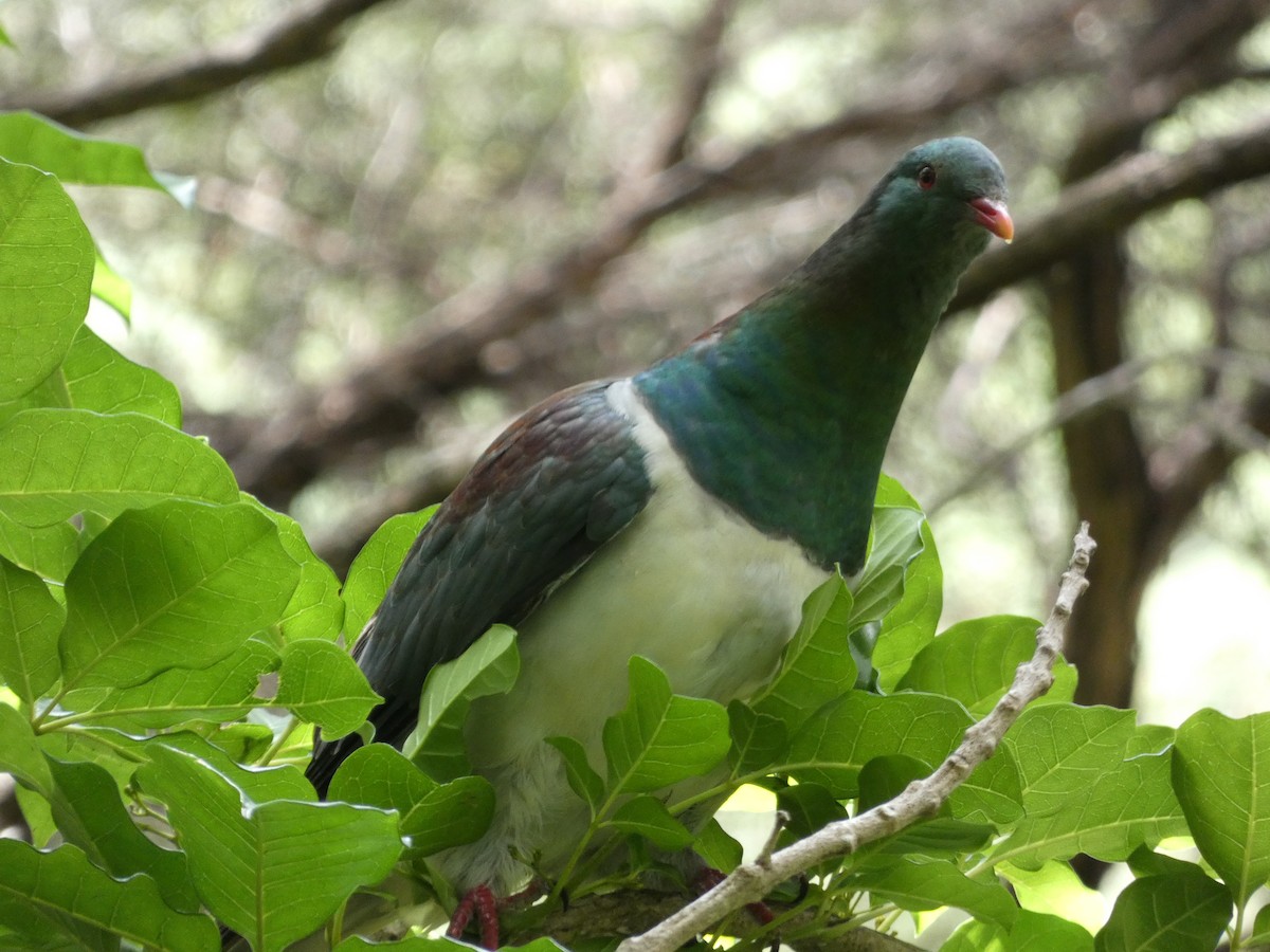 New Zealand Pigeon - ML631491655