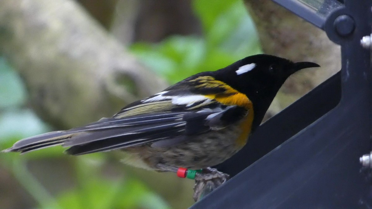 Stitchbird - ML631491666