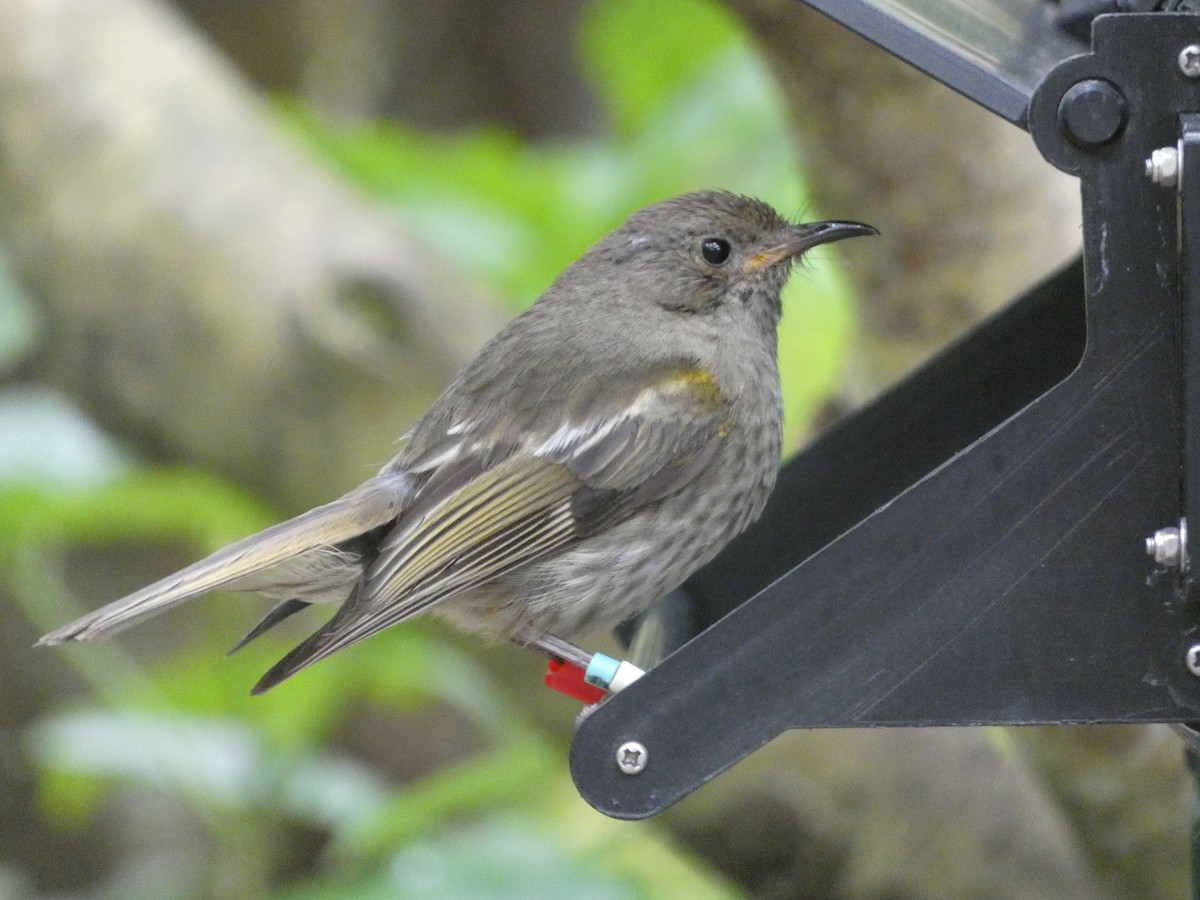 Stitchbird - ML631491667