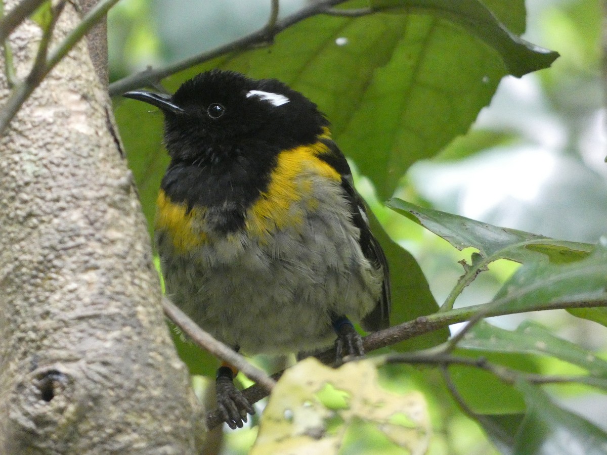 Stitchbird - ML631491668