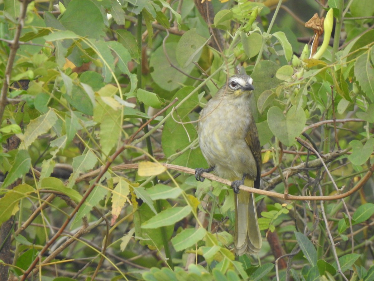 White-browed Bulbul - ML631491694
