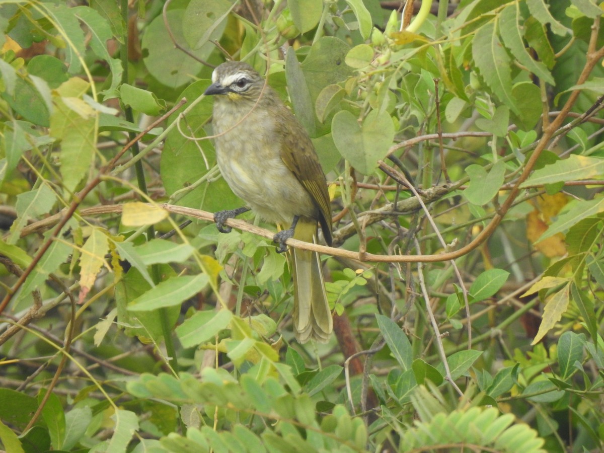 White-browed Bulbul - ML631491698