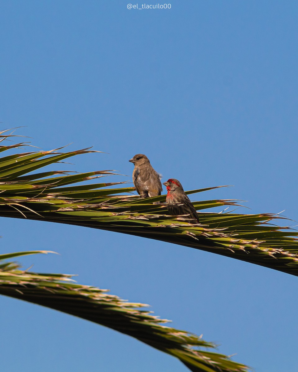 House Finch - ML631491883