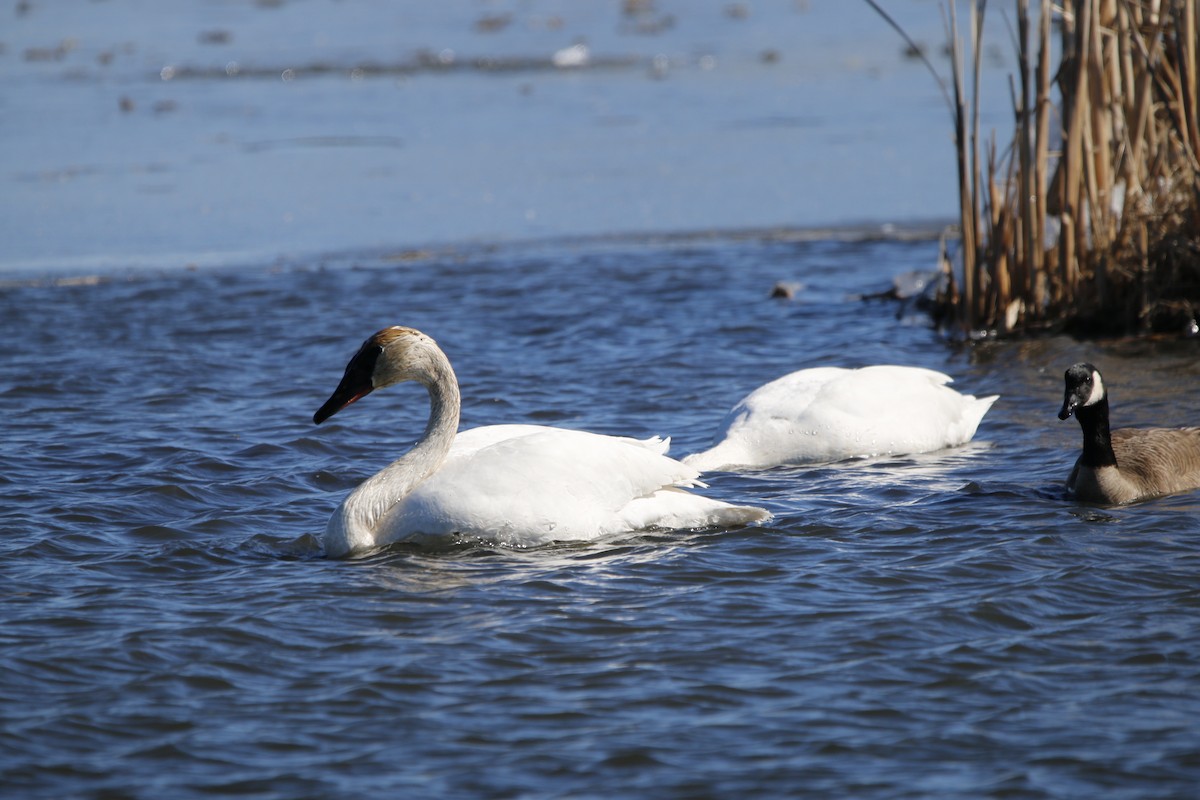 Trumpeter Swan - ML631492006