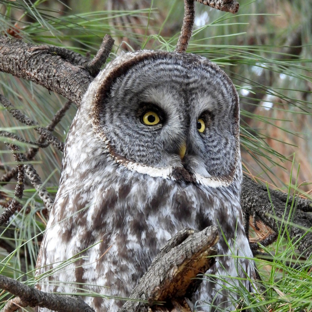 Great Gray Owl - ML631492058