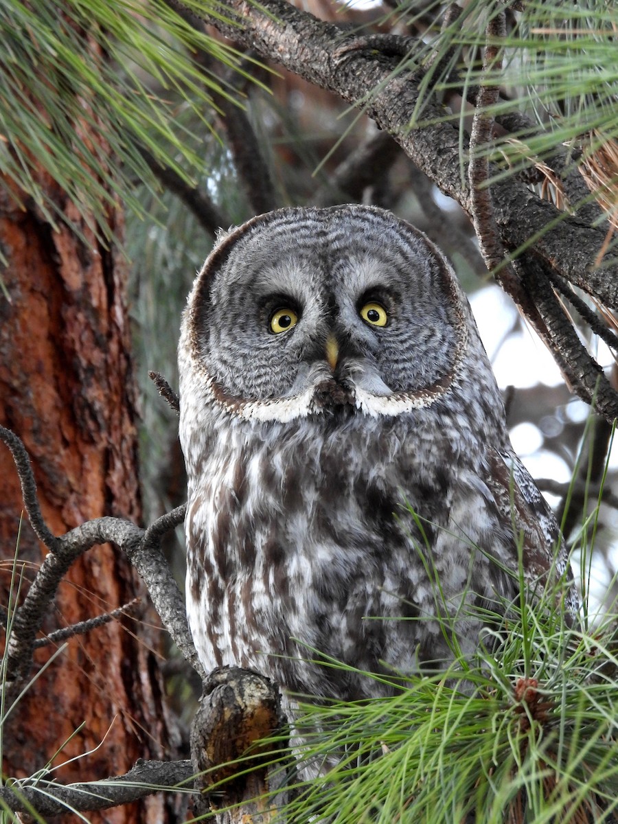 Great Gray Owl - ML631492065