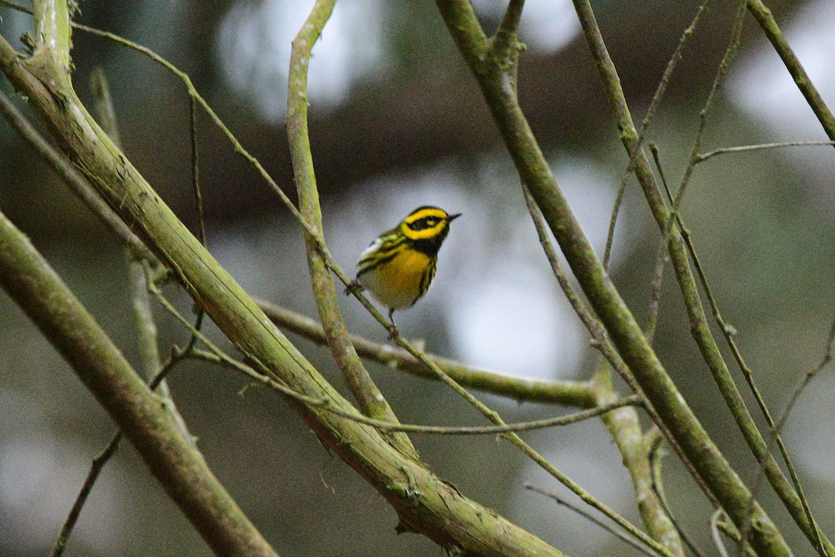 Townsend's Warbler - ML631492068