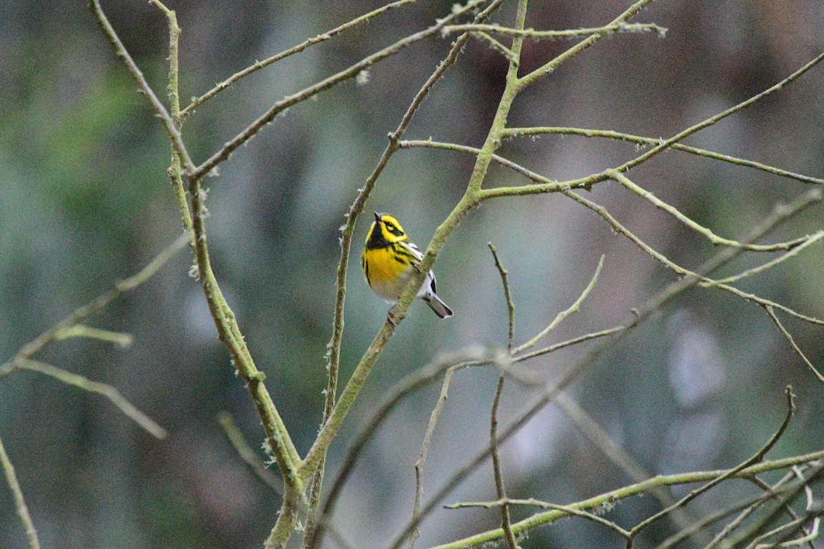 Townsend's Warbler - ML631492069