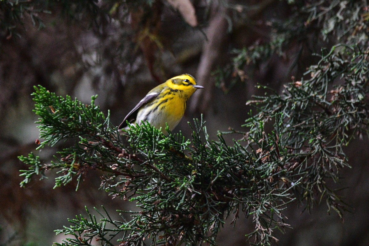 Townsend's Warbler - ML631492071