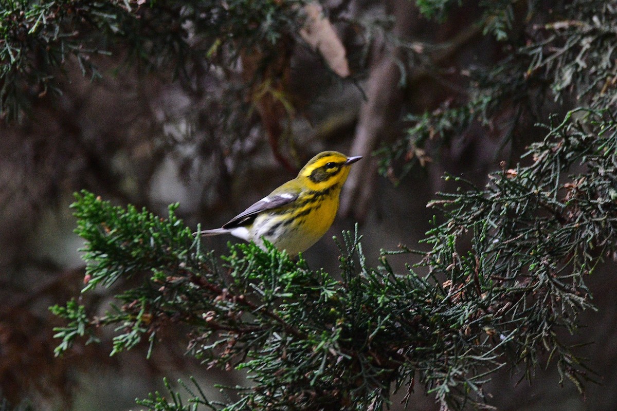 Townsend's Warbler - ML631492072