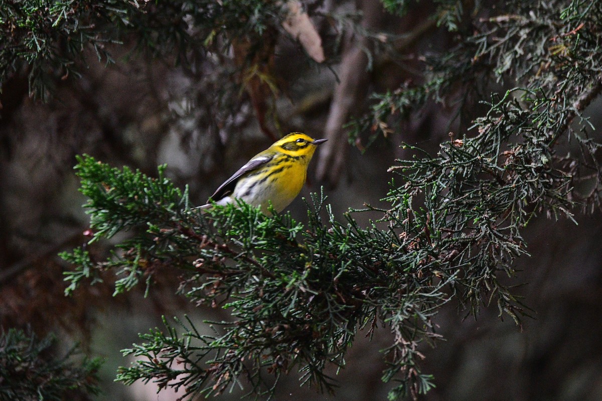 Townsend's Warbler - ML631492073