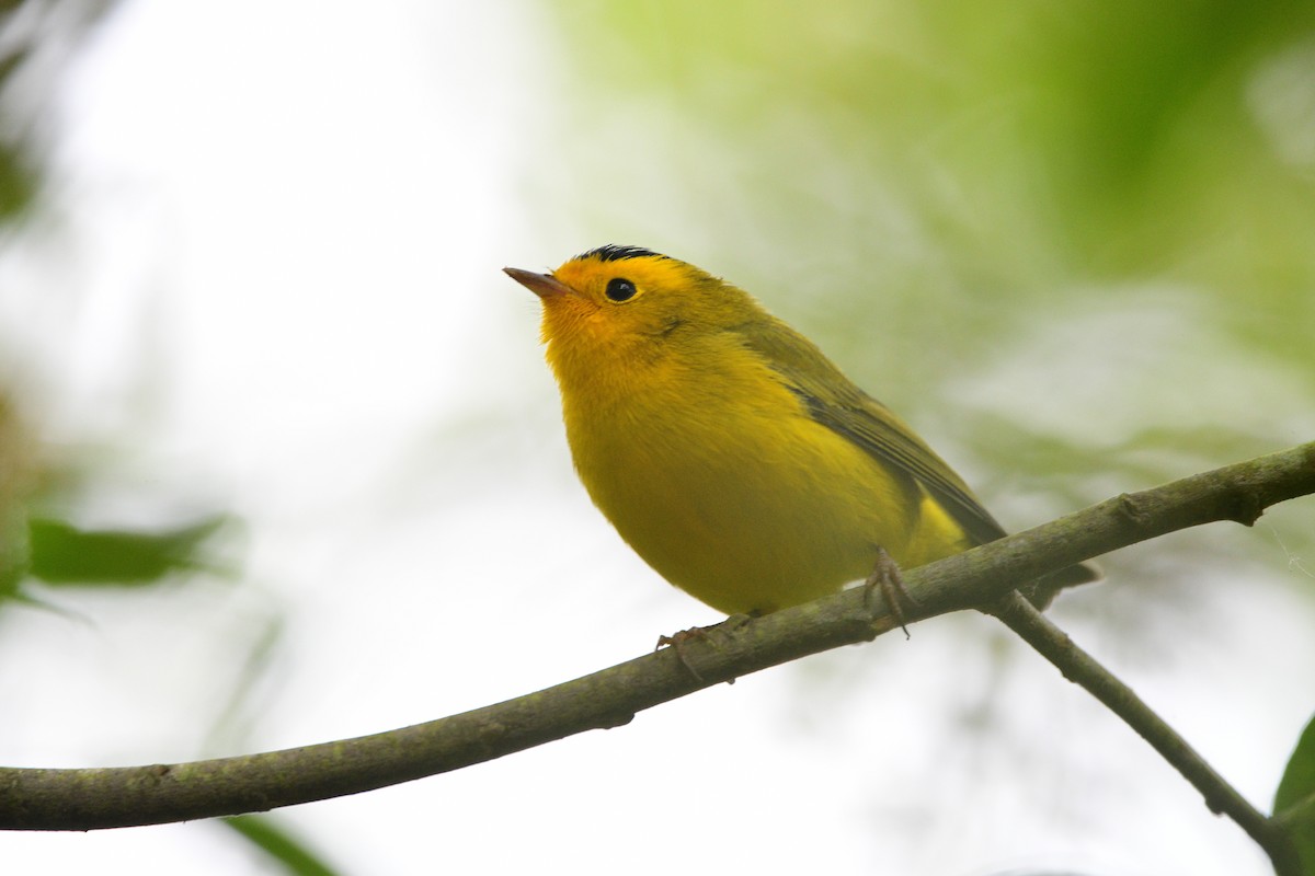 Wilson's Warbler - ML631492086