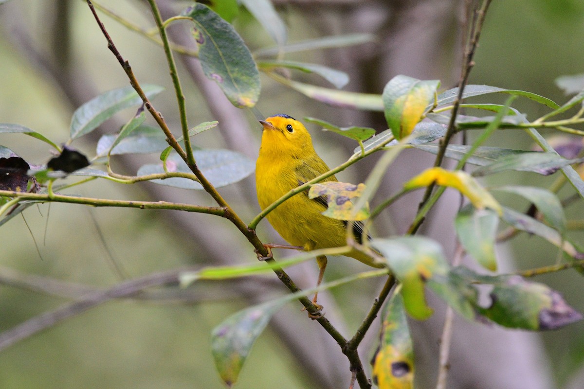 Wilson's Warbler - ML631492087