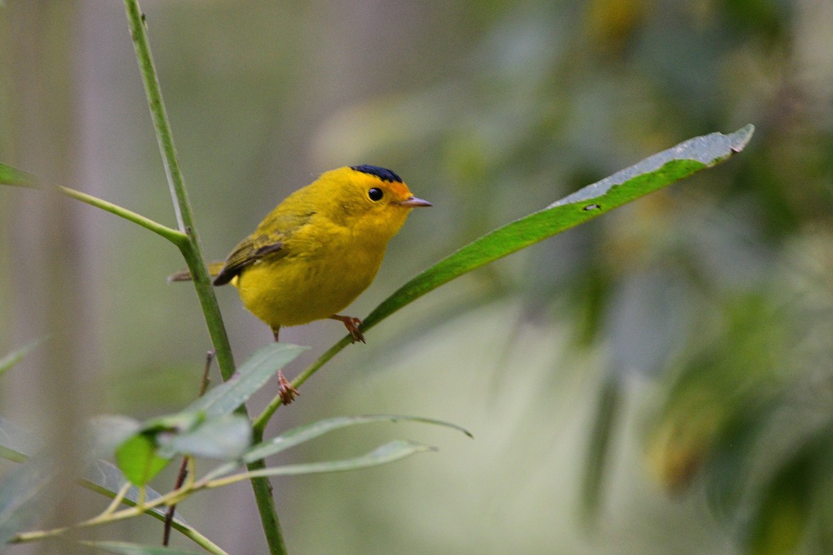 Wilson's Warbler - ML631492088