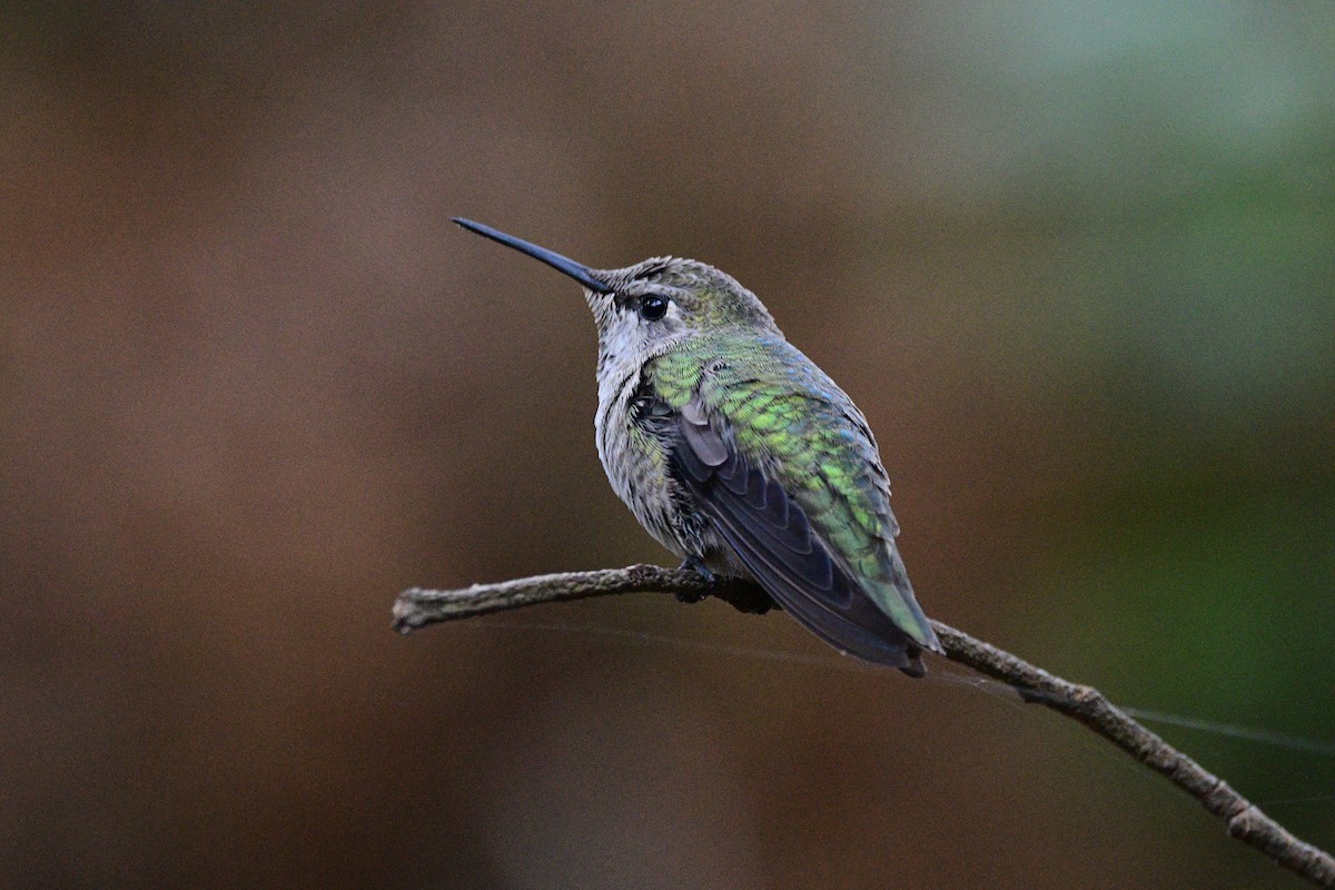 Anna's Hummingbird - ML631492115