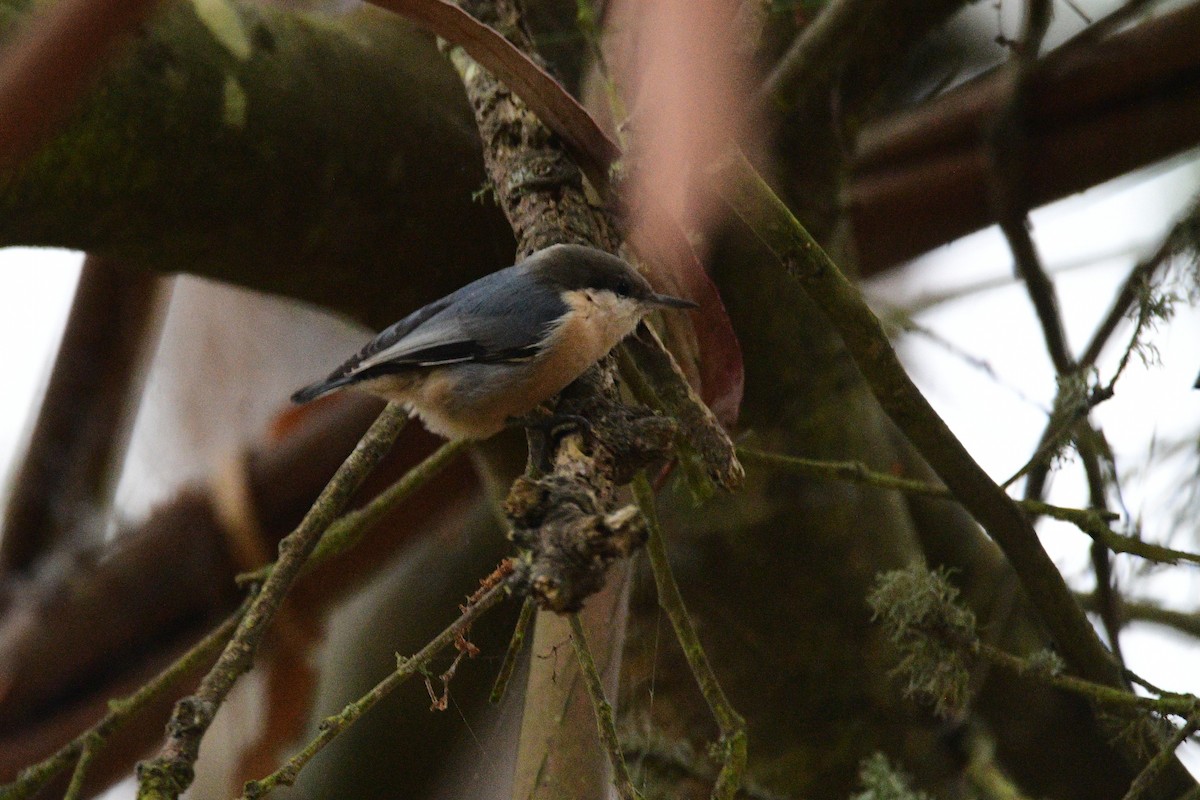 Pygmy Nuthatch - ML631492155