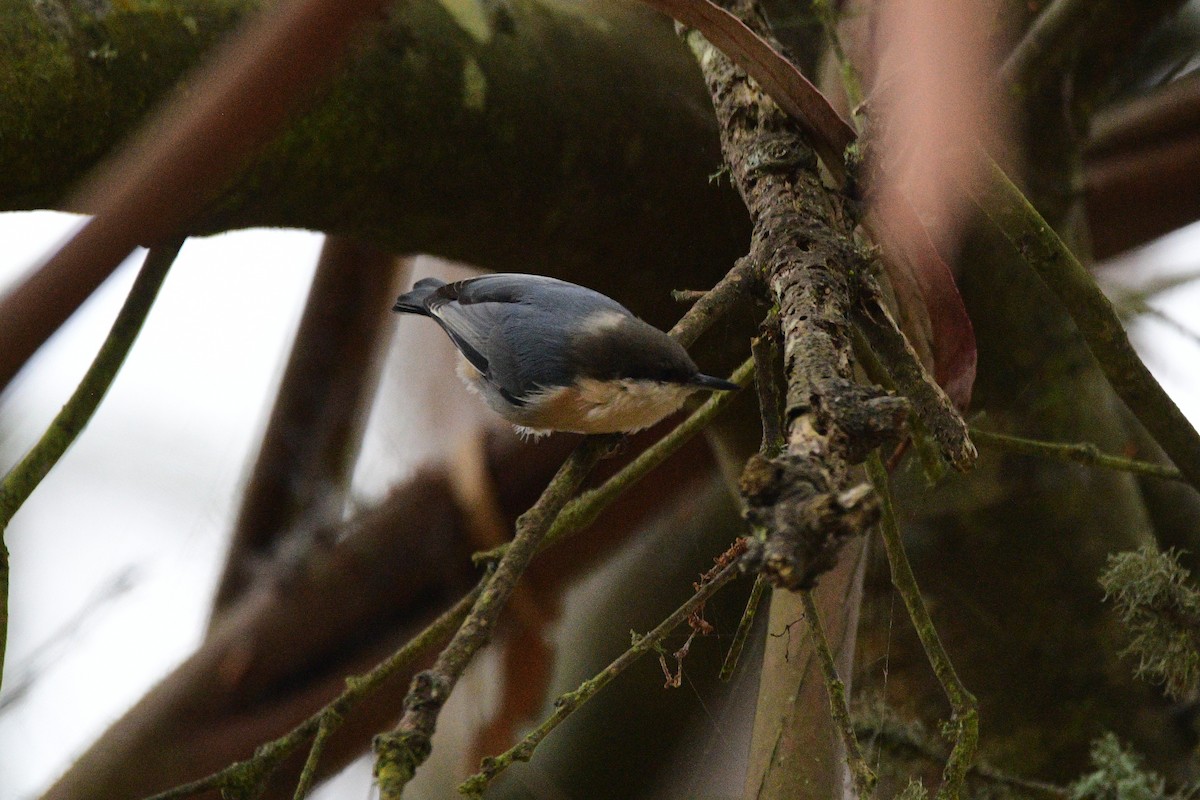 Pygmy Nuthatch - ML631492156