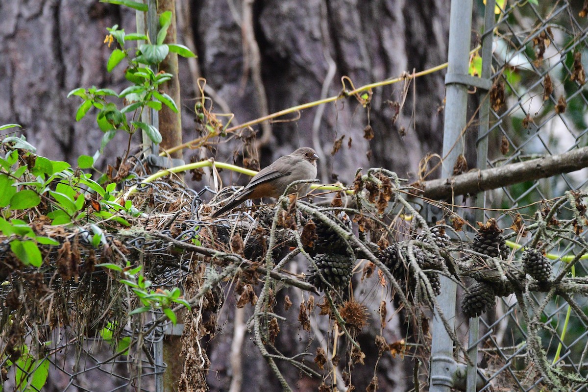 California Towhee - ML631492170