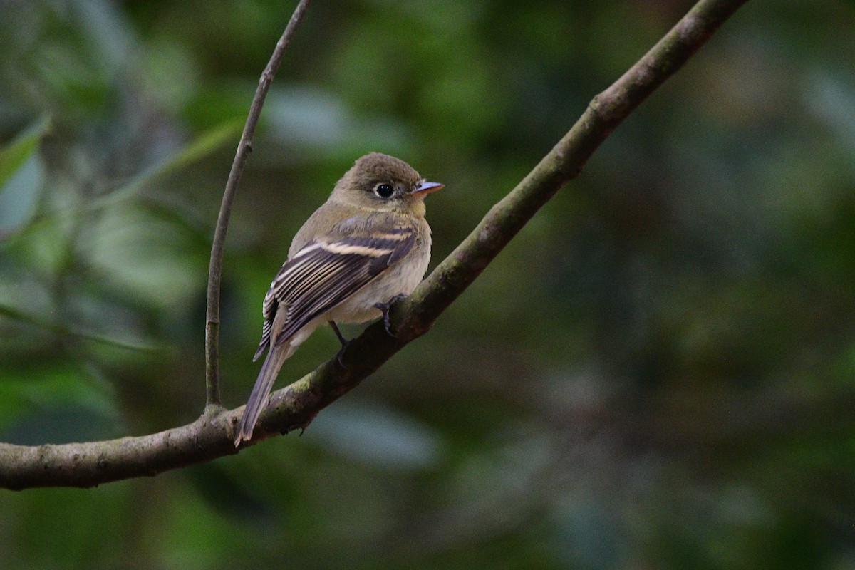 Western Flycatcher - ML631492188