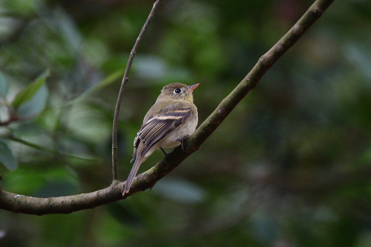 Western Flycatcher - ML631492189