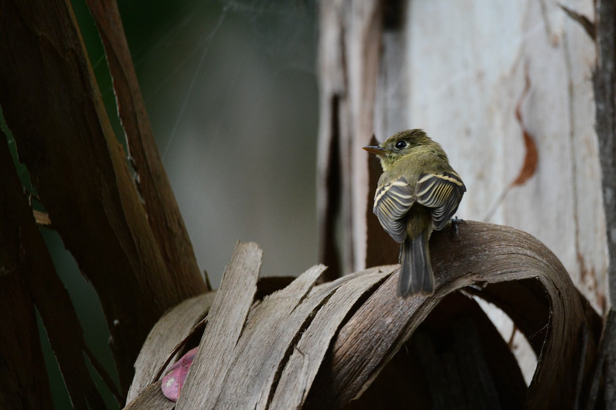 Western Flycatcher - ML631492190