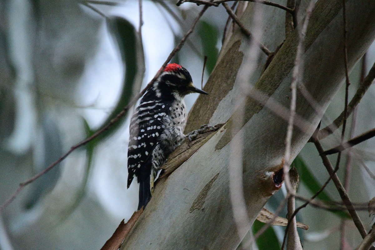 Nuttall's Woodpecker - ML631492226