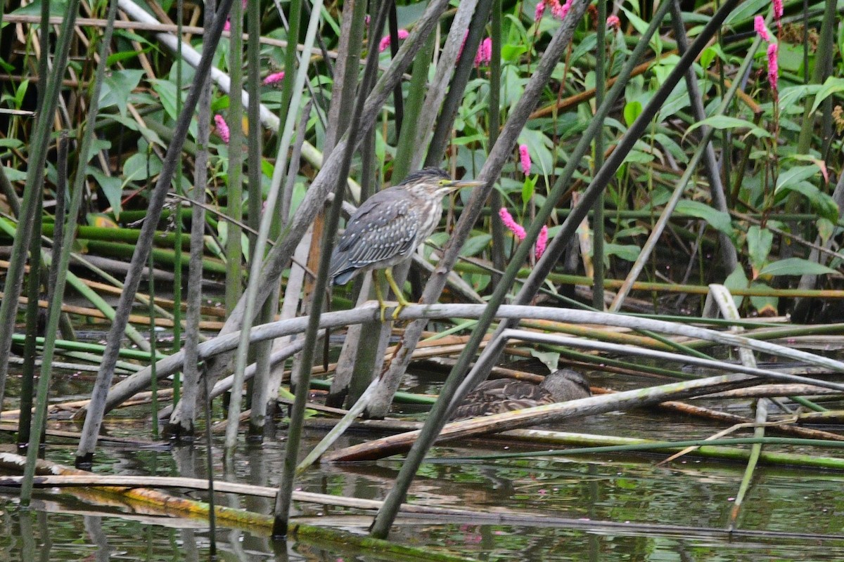 Green Heron - ML631492264