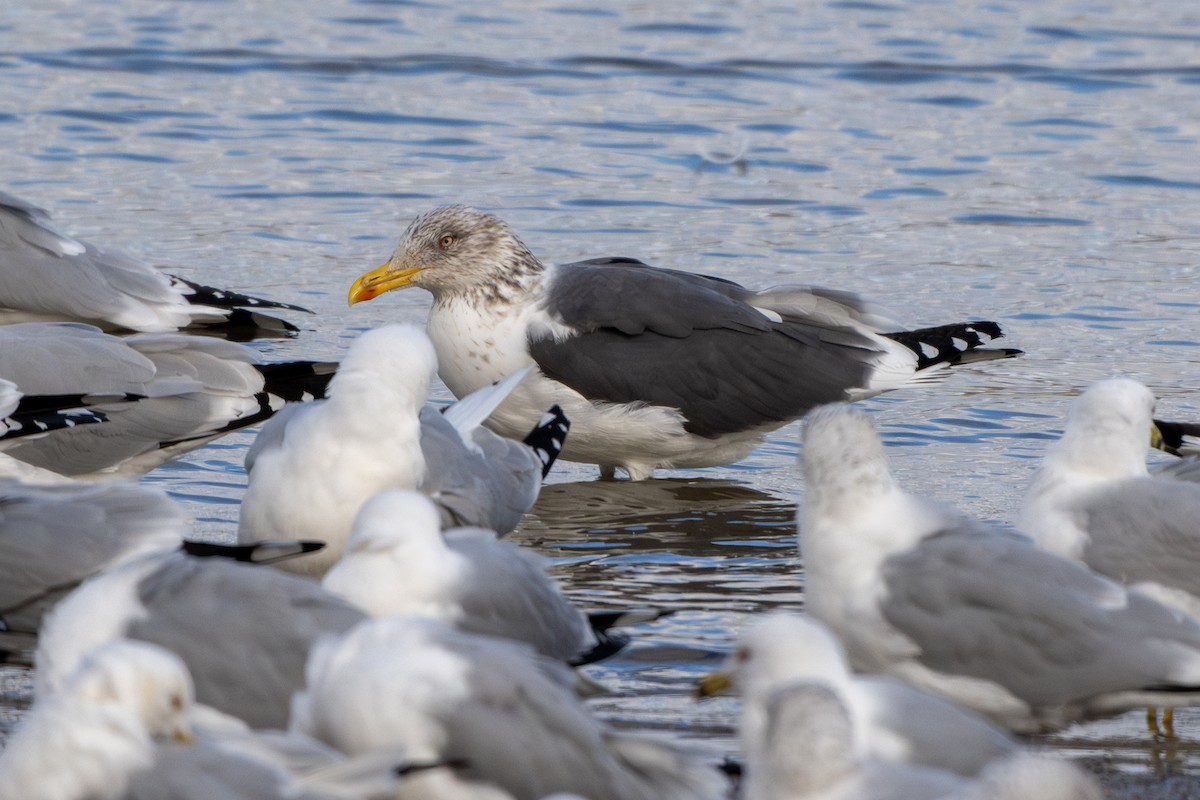 Lesser Black-backed Gull - ML631492290